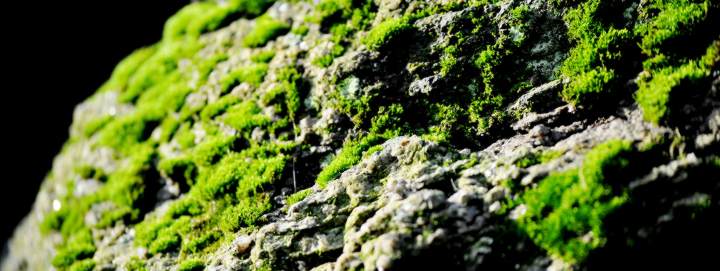 Moss on a rock